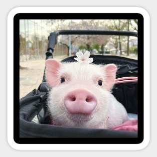 Piglets That Are Even Cuter Than Kittens 3 Sticker